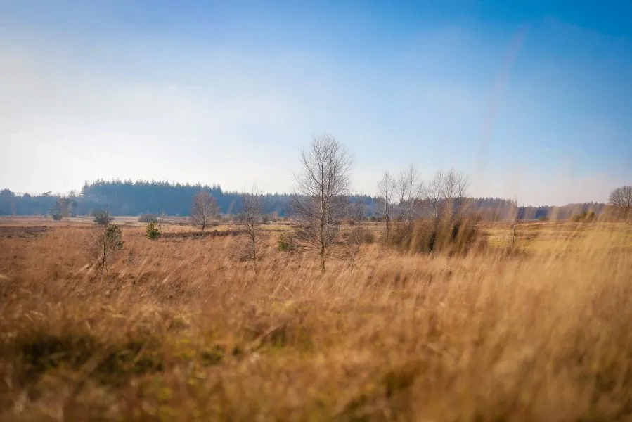 Heideveld Exloo - Nature - Exloo