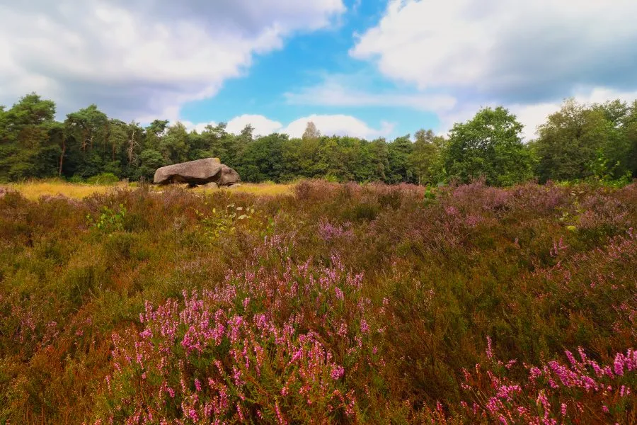 Heideveld met hunebed - Tijd verstild in paarse gloed 🌿 Tussen de bloeiende heide ligt het hunebed stil, als een wachter uit een ver verleden. De zon zakt laag, het licht kle... - Landscape - Emmen, Valtherbos Emmen