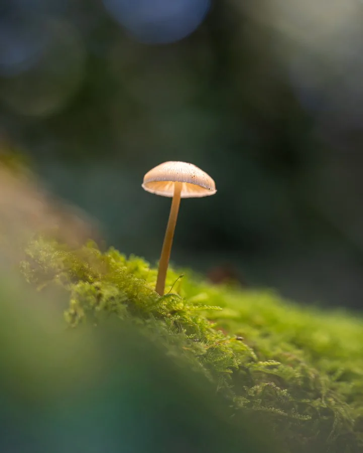 Helmmycena - lein lichtpuntje in het groen 🌿🍄 Tussen het mos stond deze Helmmycena, gevangen in een straaltje zon. Zacht, stil en bijna doorschijnend — een klein w... - Macro - Exloo