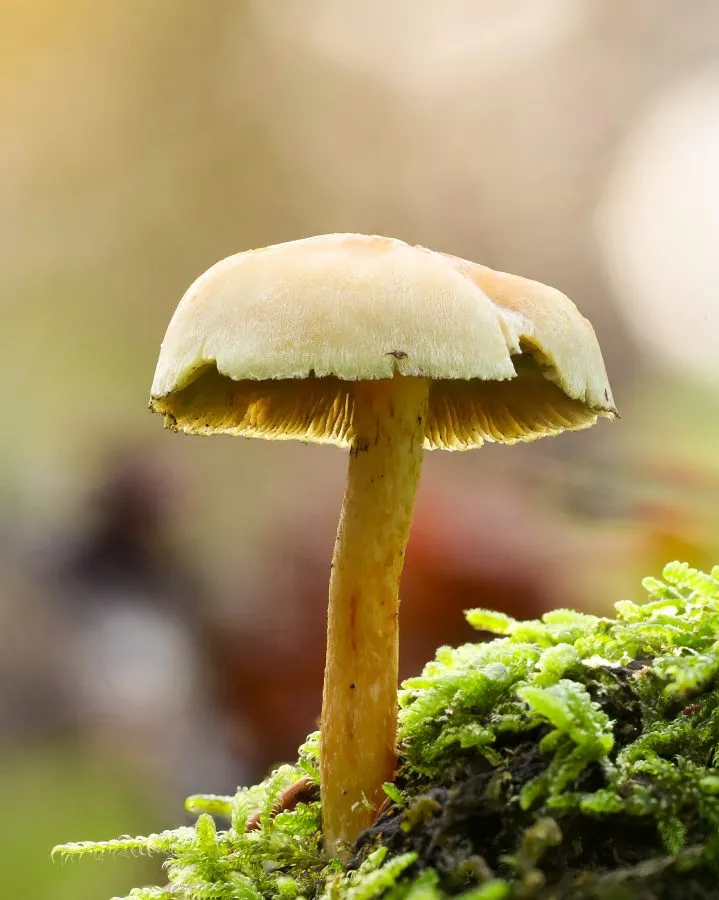 Hirschpilz - Still und bescheiden, doch voller Charakter 🍂 Der Rehbraune Dachpilz steht stolz zwischen den Blättern, mit einem Hut so weich wie Samt. Im Morgenlich... - Macro - Noordbargerbos, Emmen