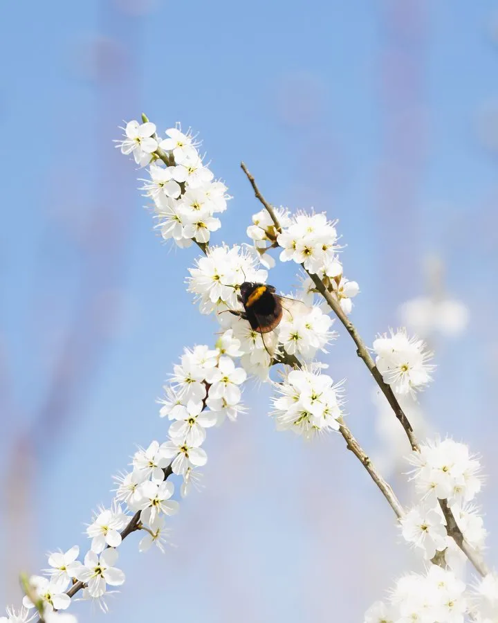 Bumblebee on white blossom - White blossoms & a hungry bumblebee. This bumblebee is collecting nectar from the blackthorn (Prunus spinosa), one of the first shrubs to bloom in spr... - Macro - Emmen, Emmermeer