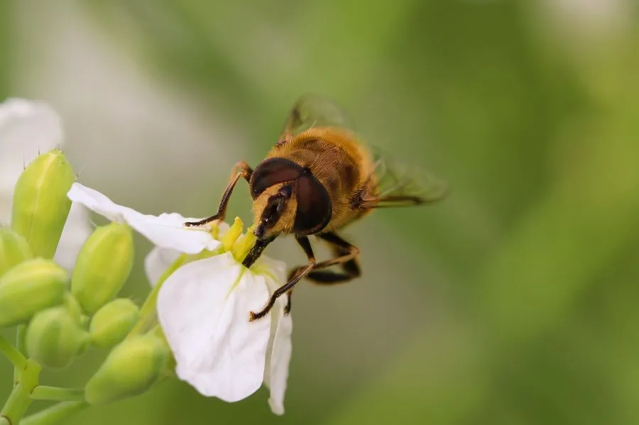 Honeybee on Flower - Where light and life meet 🌞 The honeybee moves gently among the petals, her golden coat dusted with pollen. In the warm sunlight she seems to dance, a... - Macro - Emmen, Emmermeer