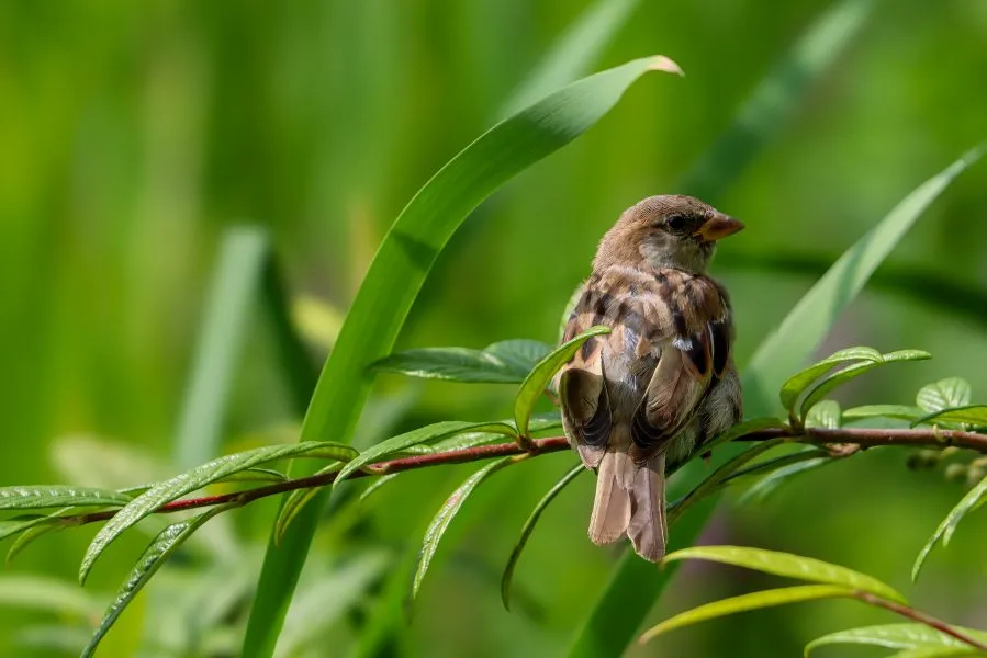 Huismus op een Tak - De schoonheid van gewoon 🌤️ De huismus zit stil op een tak, zijn veren licht opbollend in de wind. De zon strijkt zacht over zijn rug, de wereld bewee... - Animals - Emmen, Wildlands Emmen