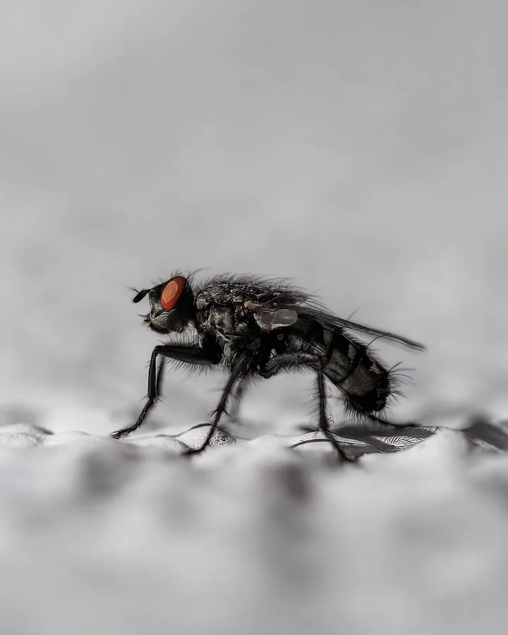 housefly - This fly sat still just long enough for a close-up 🪰. It’s not the prettiest insect, but the details are pretty amazing. Those eyes, those hairs — it’... - Macro - Emmen, Emmermeer