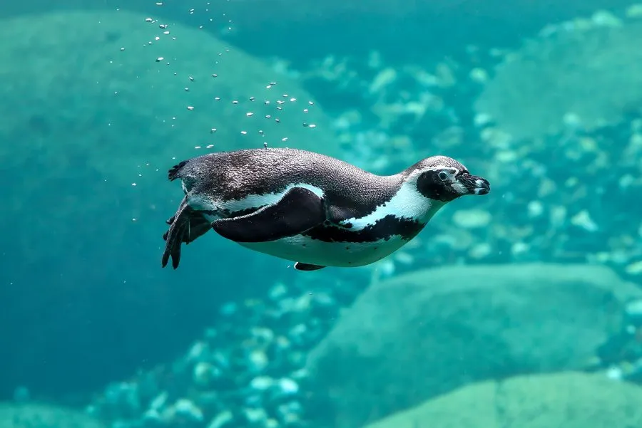 Humboldtpinguïn - Dans onder het water 🌊 De Humboldtpinguïn glijdt moeiteloos door het heldere water, elke beweging precies en sierlijk. Zijn vleugels zijn vinnen gewor... - Animals - Emmen, Wildlands Emmen