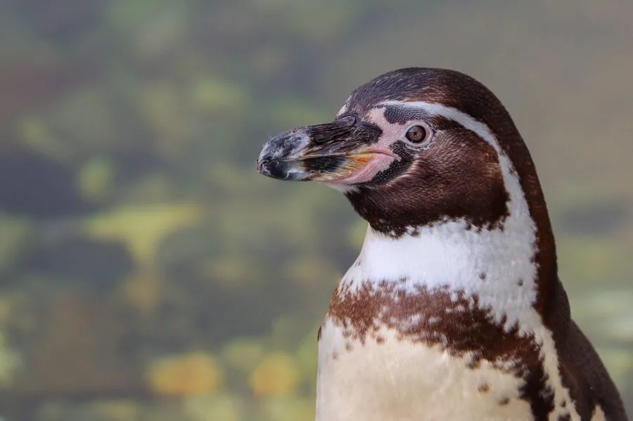 Humboldtpinguin - Anmut zwischen Meer und Wind 🌊 Der Humboldtpinguin gleitet geschickt durch das kalte Wasser und watschelt mit Charme über die Felsen. In seinem Blick... - Animals - Emmen, Wildlands Emmen