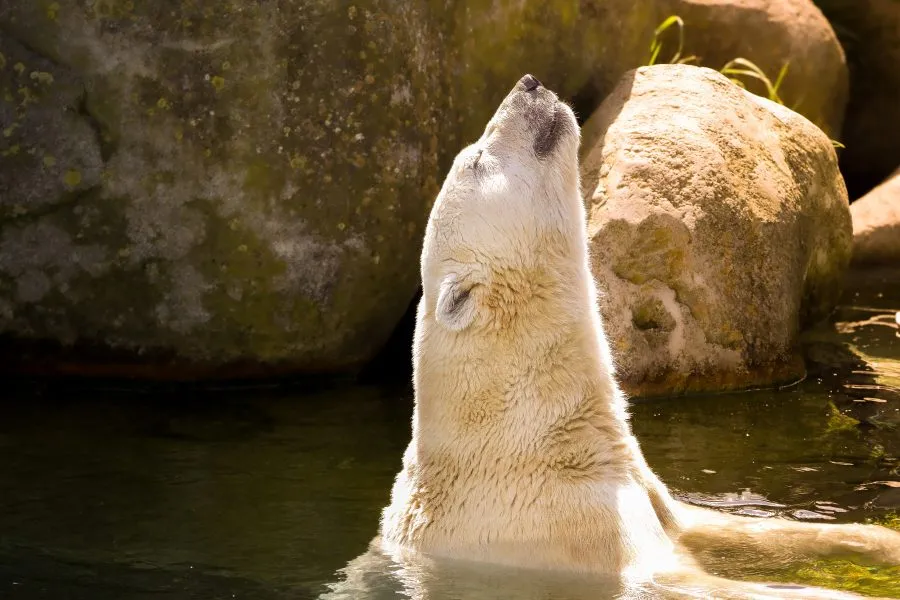 IJsbeer in de zon - Tussen water en warmte ☀️ De ijsbeer komt boven, waterdruppels glinsteren op zijn snuit. Even sluit hij zijn ogen, genietend van het zonlicht dat het... - Animals - Emmen, Wildlands Emmen