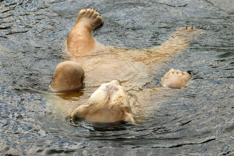IJsbeer Zwemt op de Rug - Waar kracht ontspant ❄️ De ijsbeer drijft op zijn rug, zijn poten losjes in het water. De zon glinstert op zijn vacht, de zee wiegt hem zacht. Een mom... - Animals - Emmen, Wildlands Emmen