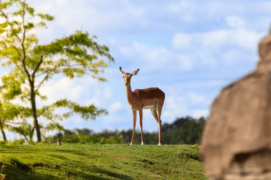 Impala - Gratie in beweging 🌾 De impala staat stil in het zonlicht, haar oren gericht, haar houding vol kracht. Elke spier ademt elegantie, elke blik vertelt v... - Animals - Emmen, Wildlands Emmen
