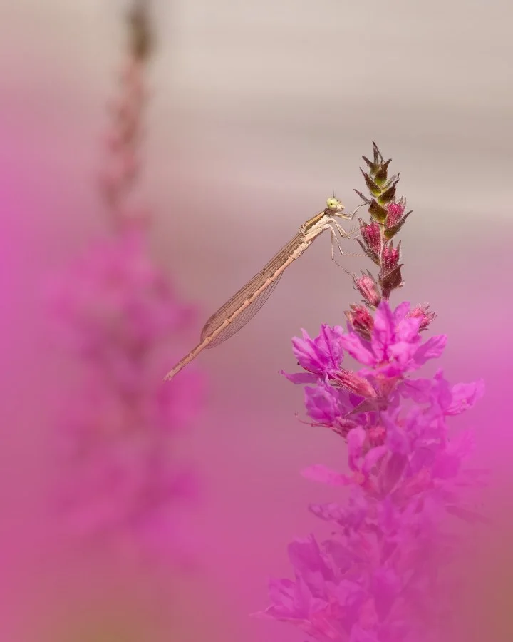 Juffertje - Verscholen in het roze 💗 Tussen de bloemen zat dit tere juffertje doodstil. Alsof het helemaal opging in het zachte kleurenspel om zich heen. Soms is... - Macro - Emmen, Emmermeer
