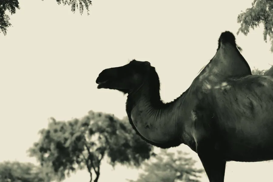 Kameel - Trotse reiziger van het zand 🐪 🌞 De kameel stapt gestaag door het gouden licht, haar silhouet vervloeit met de horizon. Elke stap vertelt een verhaal... - Animals - Emmen, Wildlands Emmen