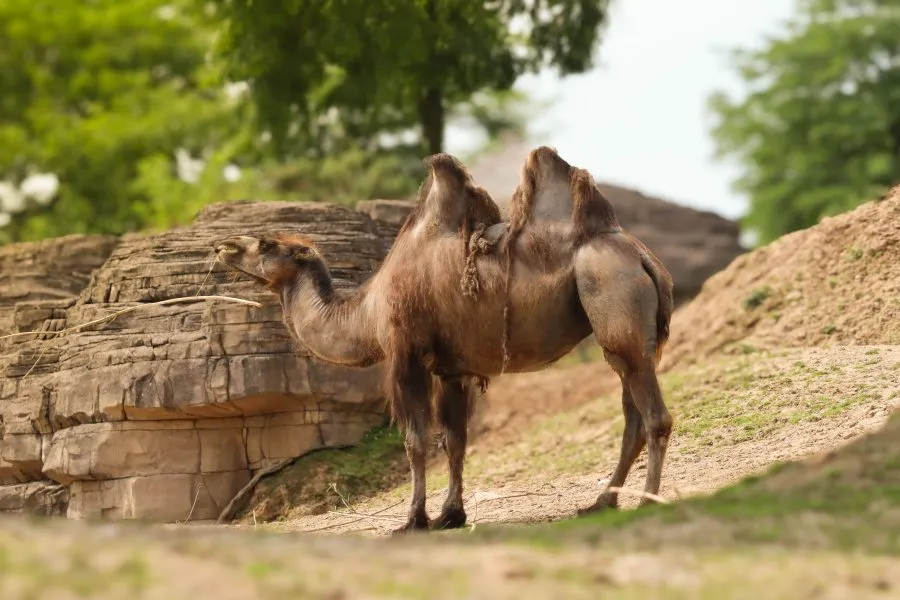 Camel - Master of the desert 🌞🐪 The camel moves with calm confidence across the sand, each step deliberate and strong. Its eyes reflect the sun and the silenc... - Animals - Emmen, Wildlands Emmen