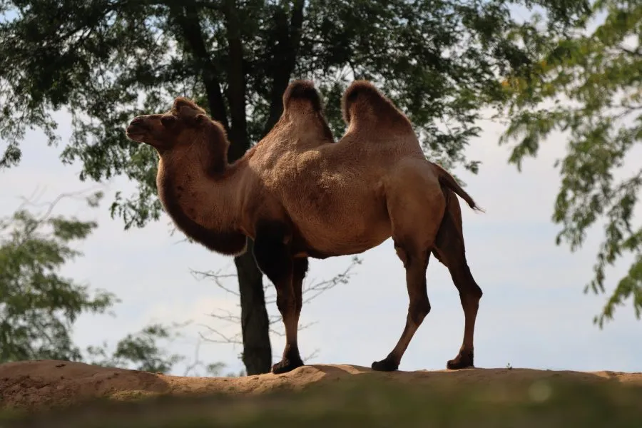 Kameel op de Savanne - Tussen zon en stilte 🌞 De kameel staat midden op de savanne, haar silhouet gloeit in het warme licht. De lucht trilt van hitte, de aarde ademt rust. E... - Animals - Emmen, Wildlands Emmen