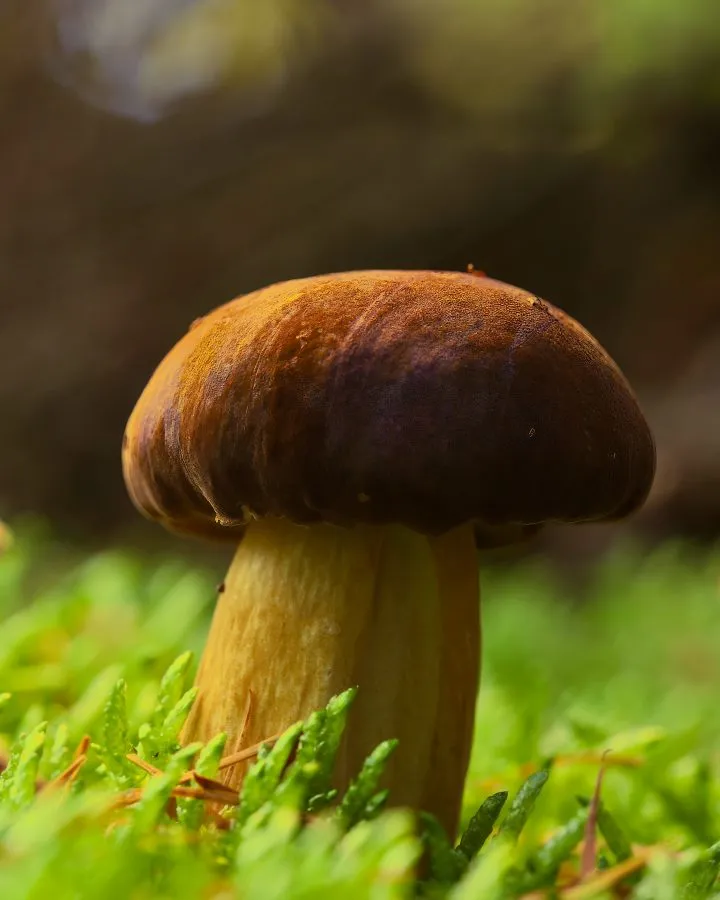 Maronenröhrling - Die Farbe des Herbstes 🌰 Zwischen Moos und Laub ruht der Maronenröhrling, sein Hut glänzt wie poliertes Holz. Im sanften Licht scheint er zu atmen – e... - Macro - Noordbargerbos, Emmen
