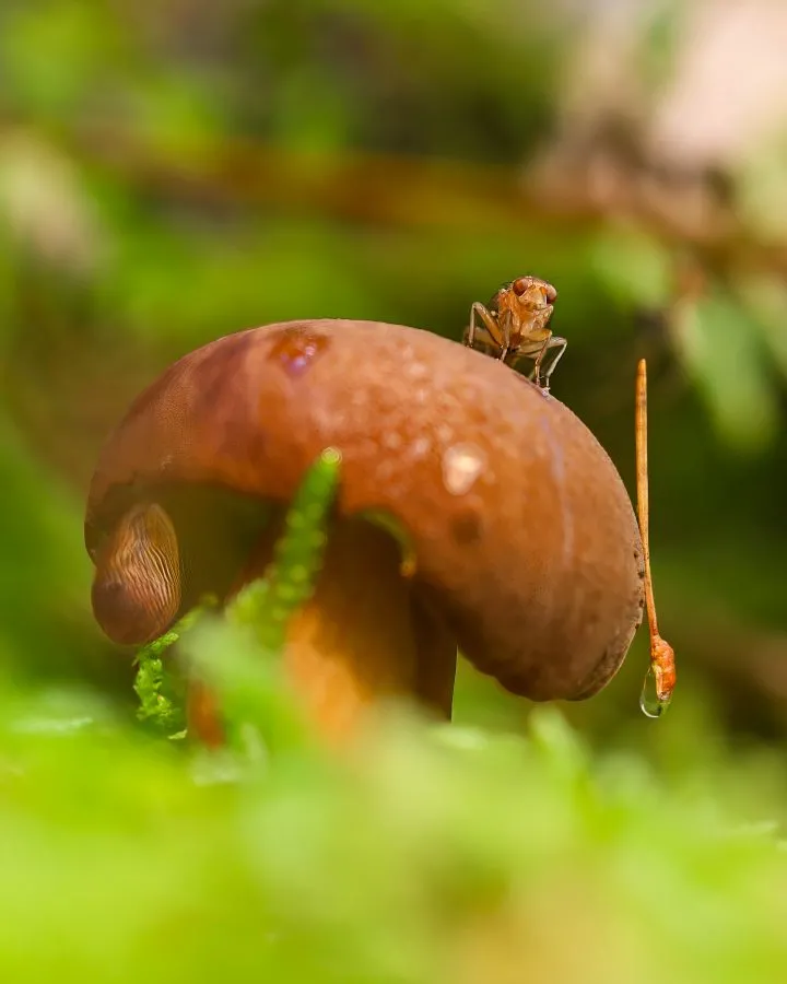 Maronenröhrling mit Stallfliege und Schnecke - Drei Rhythmen des Waldes 🌿 Auf dem Maronenröhrling sitzt eine Stallfliege, während eine Schnecke langsam den feuchten Stiel hinaufgleitet. Zwischen Ta... - Macro - Noordbarg...
