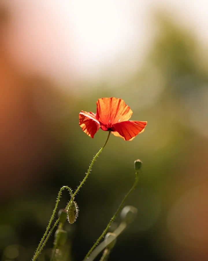 Klaproos - Eén klaproos. Eén zonnestraal. En precies het juiste moment ☀️ Soms is het zo simpel — en juist dat maakt het magisch. ✨ 🔹 Weetje: De klaproos (Papave... - Macro - Emmen, Emmermeer