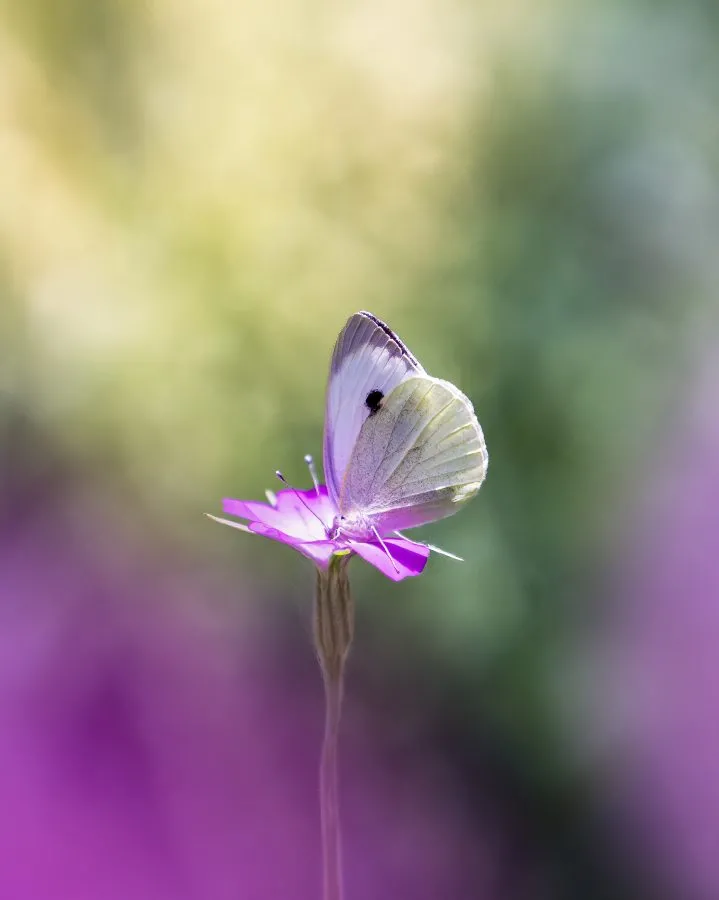 Klein koolwitje - Zwevend op een paarse wolk 💜🦋 Wat een geluksmomentje als een witje precies landt op zo’n dromerig bloemetje. Het lijkt wel een klein schilderijtje van... - Macro - Emmen, Emmermeer