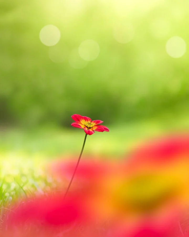 Kleurrijke eenvoud - Soms heb je geen uitgestrekt landschap of bijzonder onderwerp nodig om een mooie foto te maken. Deze enkele bloem laat zien hoe krachtig eenvoud kan z... - Macro - Emmen, Emmermeer
