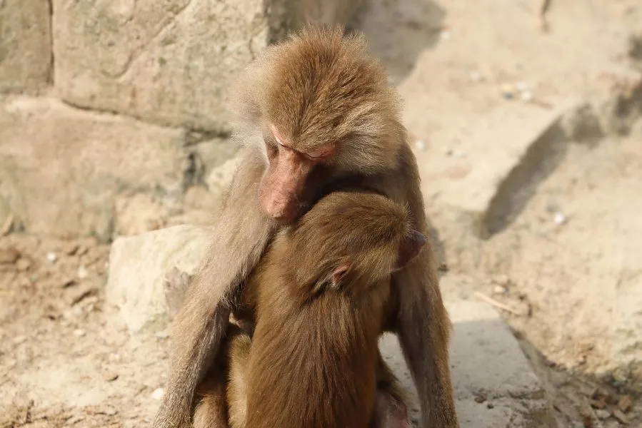 Sich umarmende Mantelpaviane - Wärme in der Stille ❤️ 🐒 Die Mantelpaviane sitzen eng beieinander, ihr Fell verflochten wie tröstende Arme. In ihrer Umarmung liegt etwas zutiefst Men... - Animals - Emmen, Wildlands Emmen