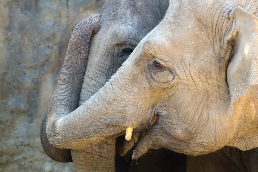 Knuffelende olifanten - Kracht in zachtheid ❤️ 🐘 De olifanten raken elkaar met hun slurven — een gebaar van zorg, herkenning en verbondenheid. In hun ogen ligt warmte, in hun... - Animals - Emmen, Wildlands Emmen
