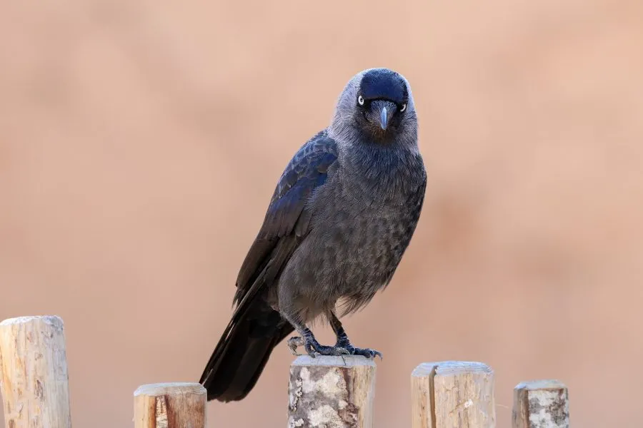 Kraai - De stilte van het observeren 🌫️ De kraai zit op een verweerde paal, zijn zwarte veren glanzen zacht in het licht. Hij kijkt uit over het land, geduldi... - Animals - Emmen, Wildlands Emmen