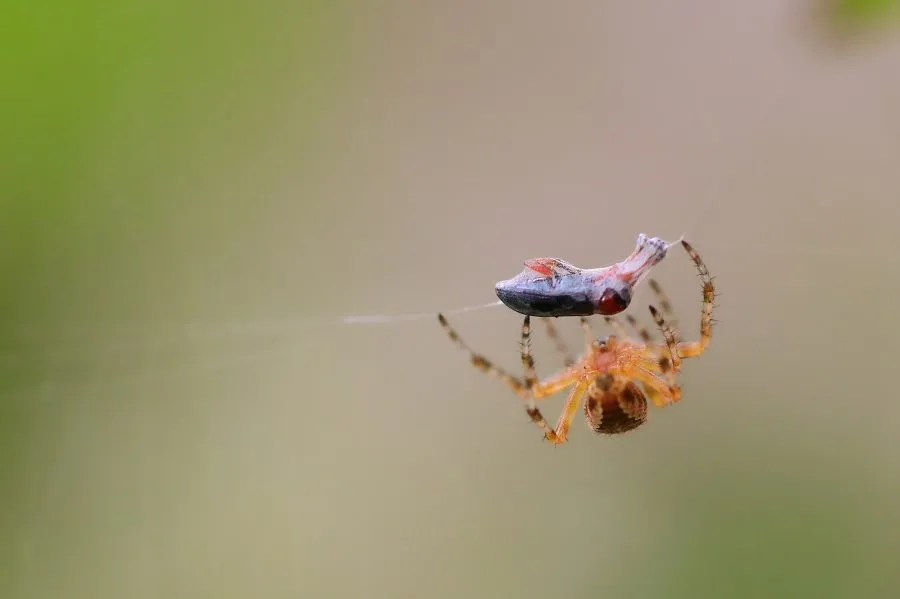 Kruisspin - Meester van het web 🌾 De kruisspin wacht stil in het midden van haar web, waar zon en dauw samenkomen. Elke draad trilt van spanning en precisie — een... - Macro - Emmen, Emmermeer