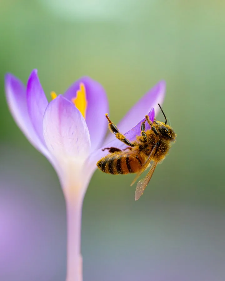 Lentegoud - Eerste zon, eerste nectar — en alles komt weer tot leven. 🐝💜 - Macro - Emmen, Emmermeer