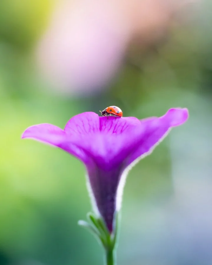Lieveheersbeestje - Zo klein, maar zo krachtig! 💫🐞💜 Een lief klein vriendje dat meteen kleur en geluk brengt. Lieveheersbeestjes staan symbool voor geluk in veel culturen... - Macro - Emmen, Emmermeer