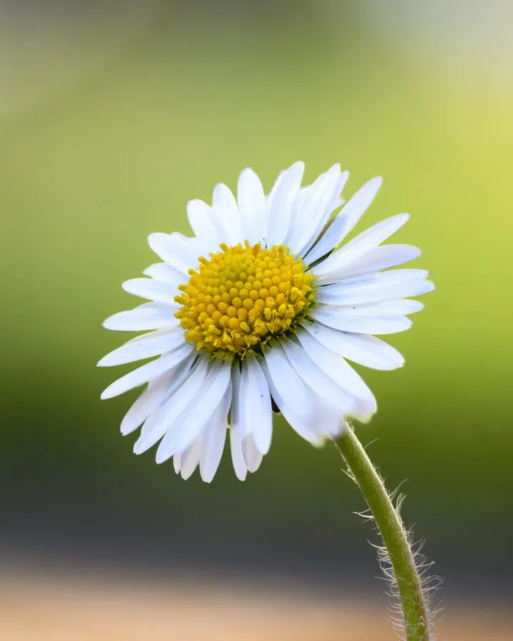 Daisy - A fresh daisy catching the morning light. - Macro - Emmen, Emmermeer