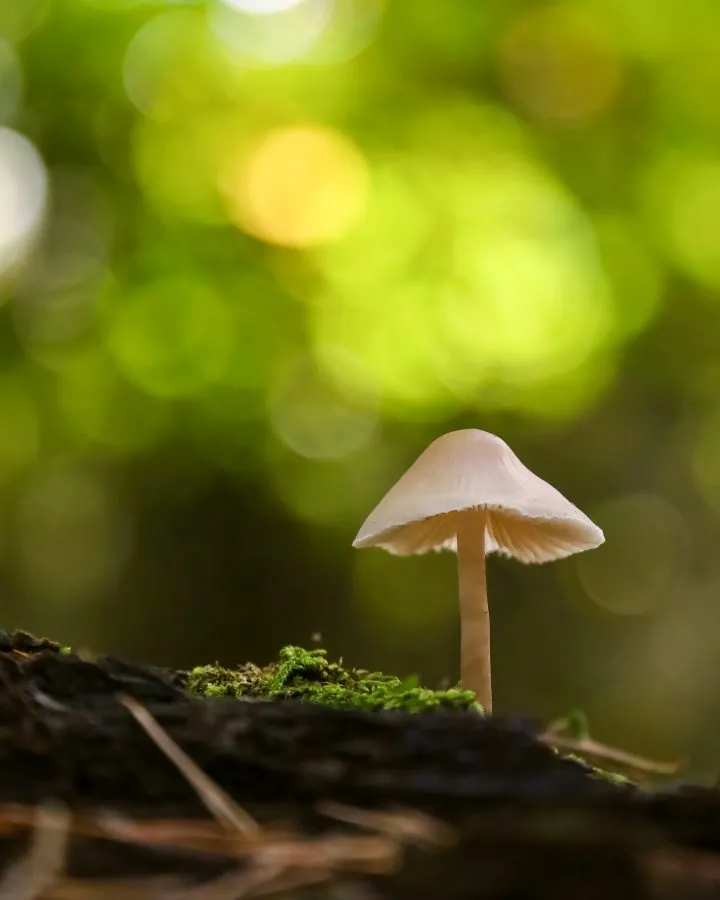 Milky Mycena - A beam of light in the moss 🌿 Between shadow and sunlight, the Milky Mycena stands — slender, delicate, almost translucent. The soft green surrounds i... - Macro - Emmen, Valtherbos Emmen