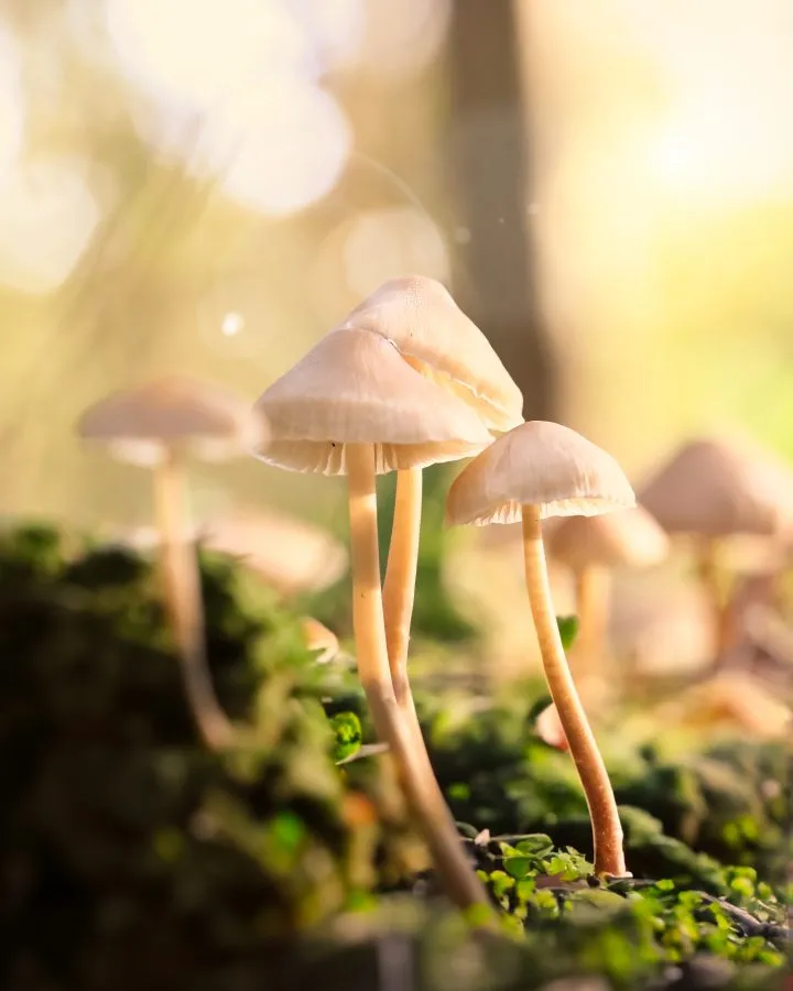 Milchstiel-Mycena - Ein Tropfen Licht im Moos 🌾 Zwischen feuchtem Moos steht der Milchstiel-Helmling, zerbrechlich und klar wie ein gefrorener Regentropfen. Bricht man se... - Macro - Noordbargerbos, Emmen