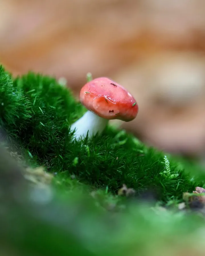 Tiny Red Sulphur Tuft in the Moss - A small flame in the green 🌿 The red sulphur tuft glows brightly among the moss, its cap rich with warm reddish-brown tones. It grows on decaying wood... - Macro - Emmen, Valtherbos Em...