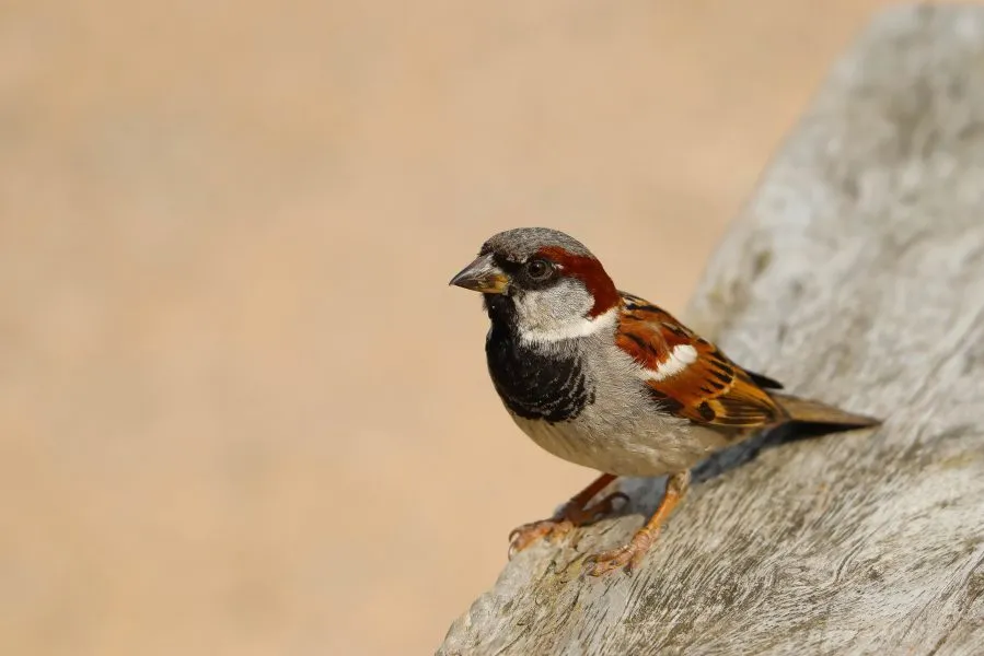 Spatz - Klein, mutig und voller Leben 🌾 Der Spatz ist immer irgendwo in der Nähe – zwitschernd auf dem Dach, suchend zwischen den Blättern. Ein kleines Stück... - Animals - Emmen, Wildlands Emmen