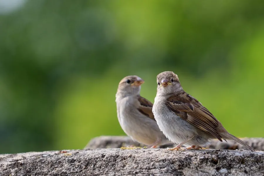 Mussen - Kleine stemmen van het alledaagse 🌾 De mussen fladderen in groepjes over het erf, druk pratend in hun eigen taal. Hun vrolijke getjilp vult de lucht m... - Animals - Emmen, Emmermeer