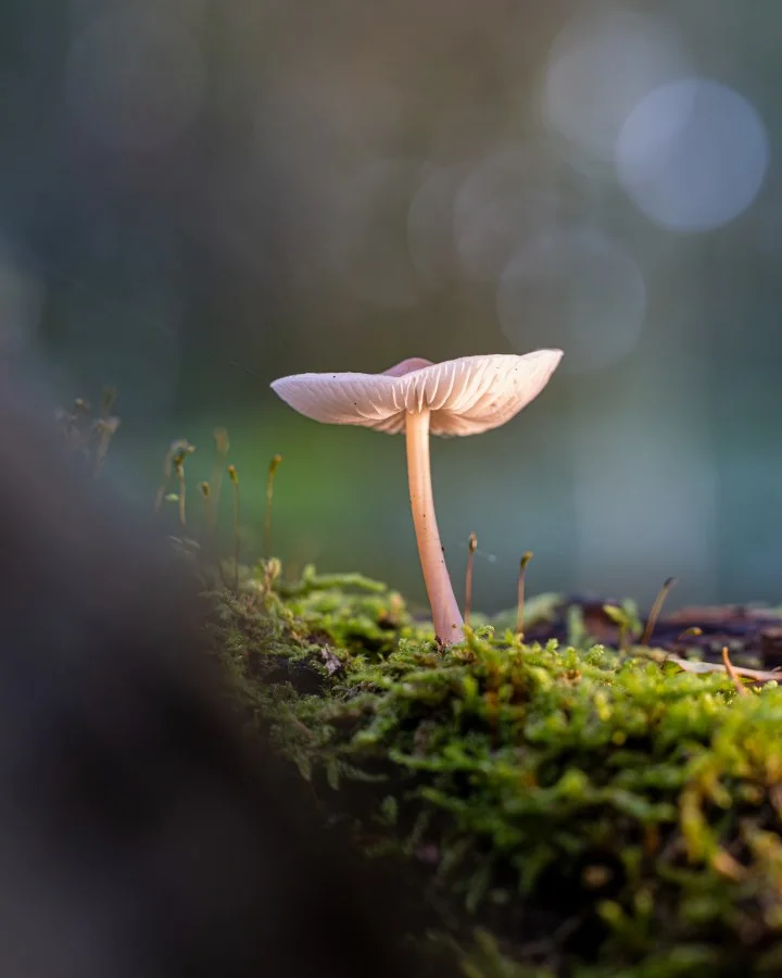 Mycena - Een klein moment van rust 🍄 Daar stond hij. Alleen. Tussen het mos, in zacht licht. Meer had het niet nodig. 🔹 Weetje: Mycena’s spelen een belangrijke... - Macro - Exloo