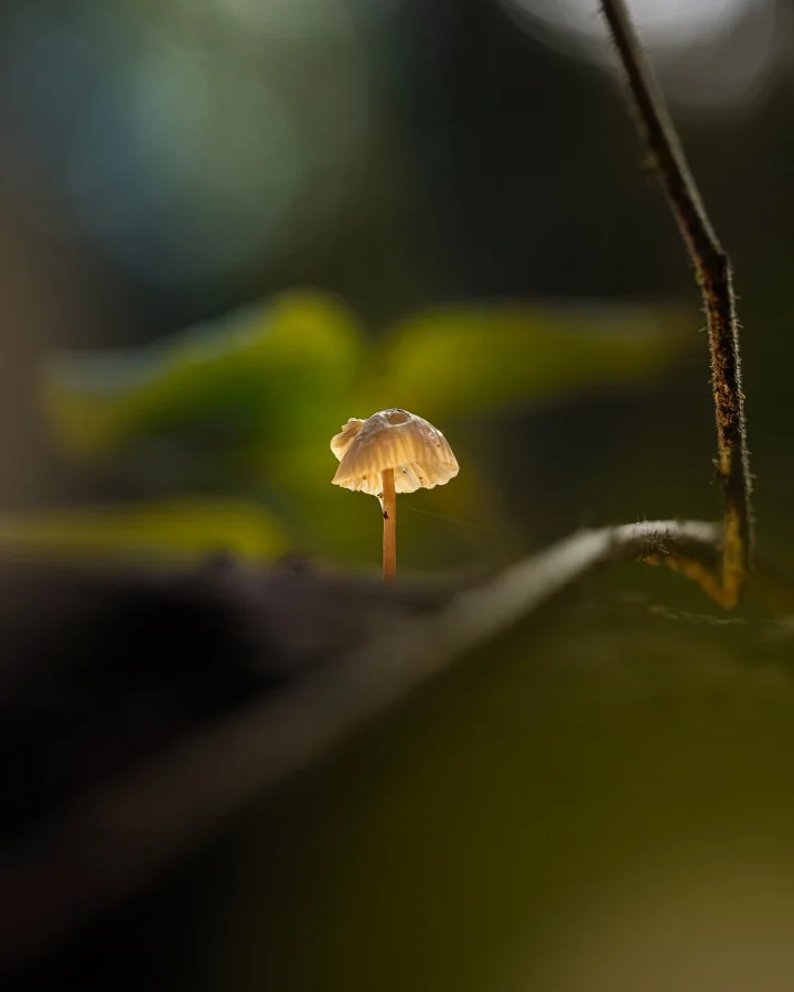 Mycena - Een klein paddenstoeltje in zijn eigen wereld 🍄 Even geraakt door het licht — en dan weer verder met stilte. 🔹 Weetje: De dunne hoed van een Mycena la... - Macro - Exloo