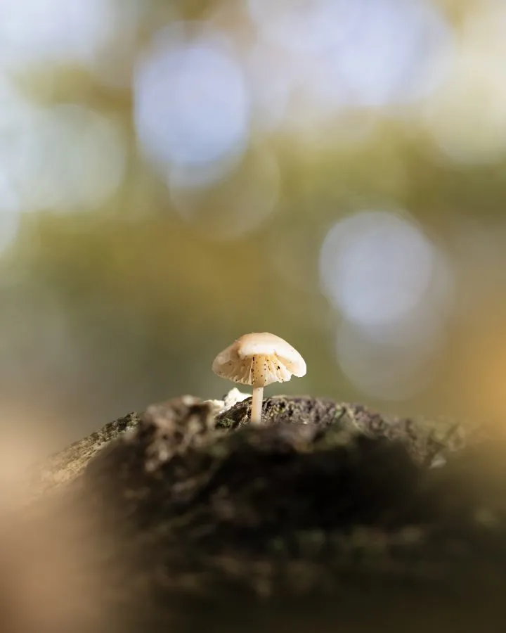 Mycena - Klein maar krachtig 🌿🍄 Op een oud stuk hout stond deze Mycena precies in dat ene straaltje licht. Alsof het bos even fluisterde: “kijk eens goed — sch... - Macro - Exloo