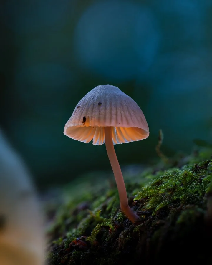 Mycena - Een klein lampje in het mos 🍄 Alsof hij even zijn eigen licht aanzet. 🔹 Weetje: De dunne hoed van Mycena’s laat licht makkelijk door, waardoor ze bij... - Macro - Emmen, Emmermeer
