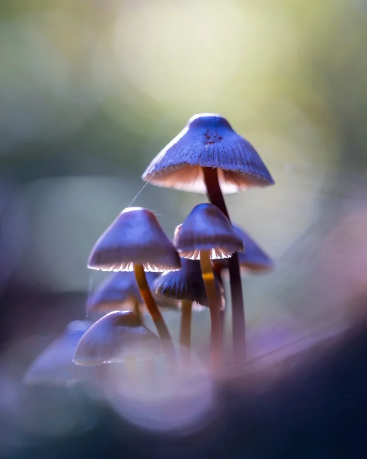 Mycena galericulata - Alsof ze hun eigen licht dragen 💡🍄 Tussen het mos en blad stonden deze Mycena’s precies in dat zachte ochtendlicht. Kleine wereld, groot wonder ✨ 🔹 We... - Macro - Emmen, Emmermeer
