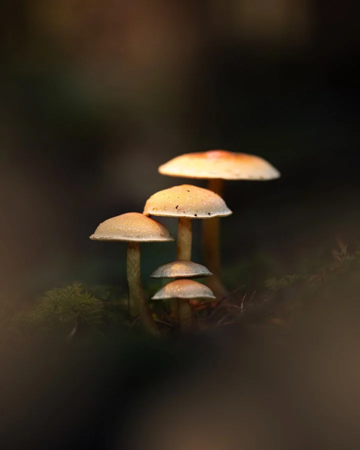 Mycena’s - Samen even boven de bosbodem 🍄 Kleine Mycena’s, dicht bij elkaar, precies op het juiste moment. Zo kwetsbaar — en juist daarom zo mooi. 🌿✨ 🔹 Weetje: M... - Macro - Emmen, Emmermeer