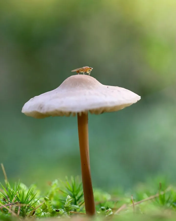 Mycena-Pilz mit Fruchtfliege - Leben im Kleinen 🌿 Auf dem Mycena-Pilz ruht eine Fruchtfliege, so leicht, dass sich der Hut kaum bewegt. Im Schatten des Waldes spielt sich eine Welt... - Macro - Noordbargerbos, Emmen