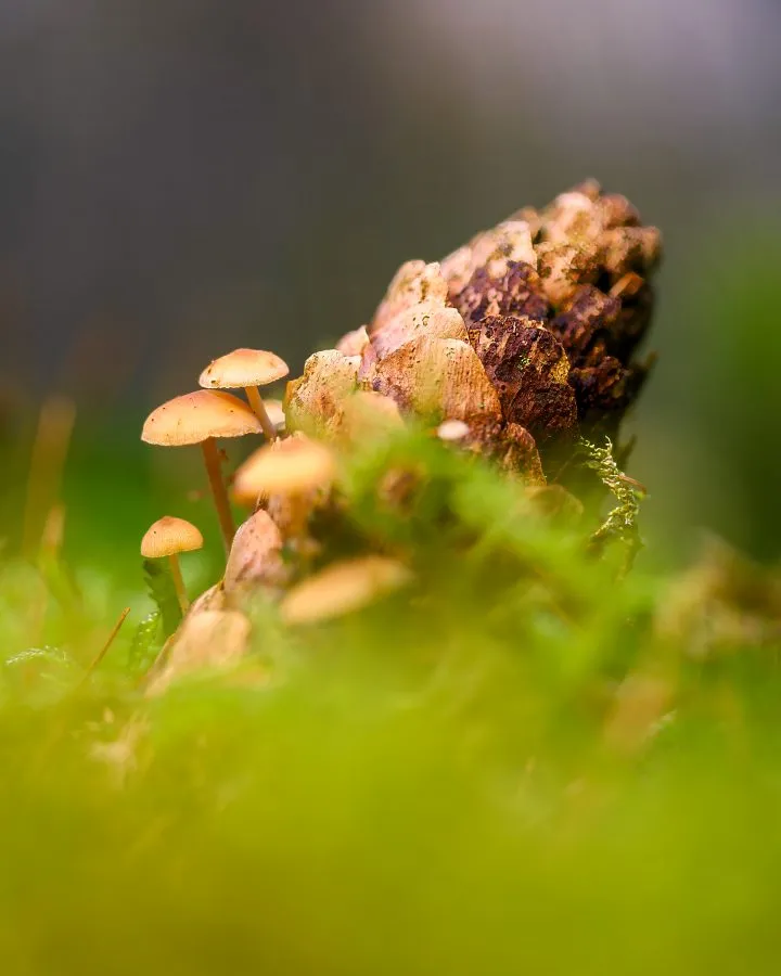 Mycena-Pilz auf einem Tannenzapfen - Ein zerbrechlicher Hut auf einem Tannenzapfen – so klein und doch voller Charakter. Der Mycena-Pilz fängt das Licht ein wie ein winziger Sonnenschirm... - Macro - Emmen, Valtherbos Em...
