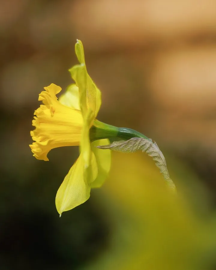 Daffodil - Daffodil glowing with its yellow crown in early spring. - Macro - Emmen, Emmermeer