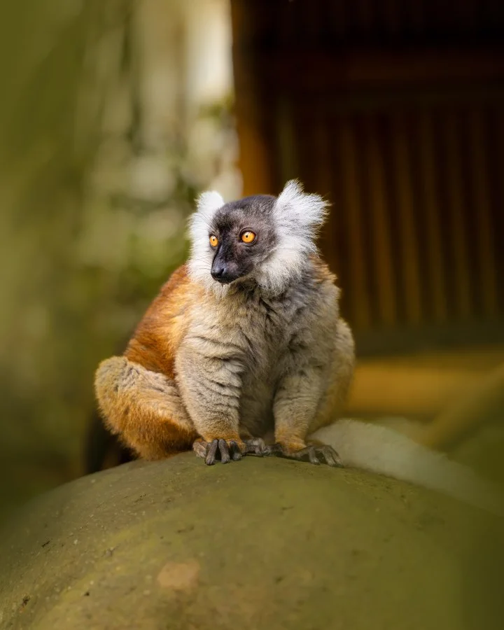 Nieuwsgierige blik - Deze prachtige bruine maki 🐒 zit rustig op zijn plek en houdt alles scherp in de gaten 👀. Met zijn opvallende oranje ogen en zachte vacht straalt hij... - Animals - Emmen, Wildlands Emmen