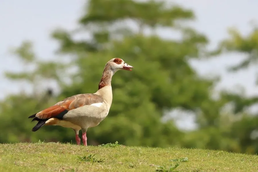 Nijlgans - Kleurrijk en trots 🌅 De Nijlgans staat vaak statig aan de waterkant, haar veren glanzend in het ochtendlicht. Met haar sierlijke houding en heldere og... - Animals - Emmen, Wildlands Emmen