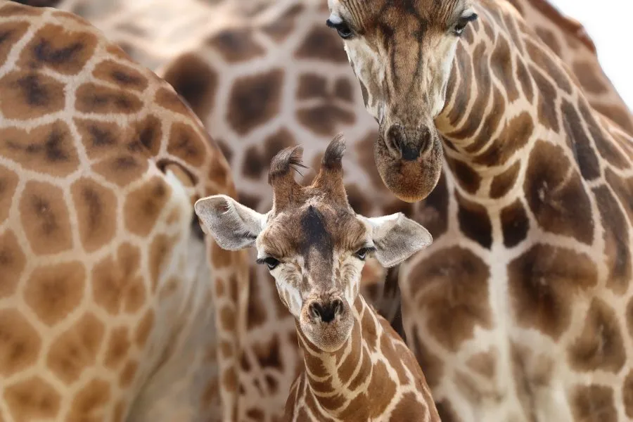 Noordelijke Giraffe - Gratie tussen hemel en aarde 🌅 🦒 De Noordelijke giraffe beweegt zich als een schaduw van de savanne, haar lange hals reikend naar het licht. Elke stap... - Animals - Emmen, Wildlands Emmen