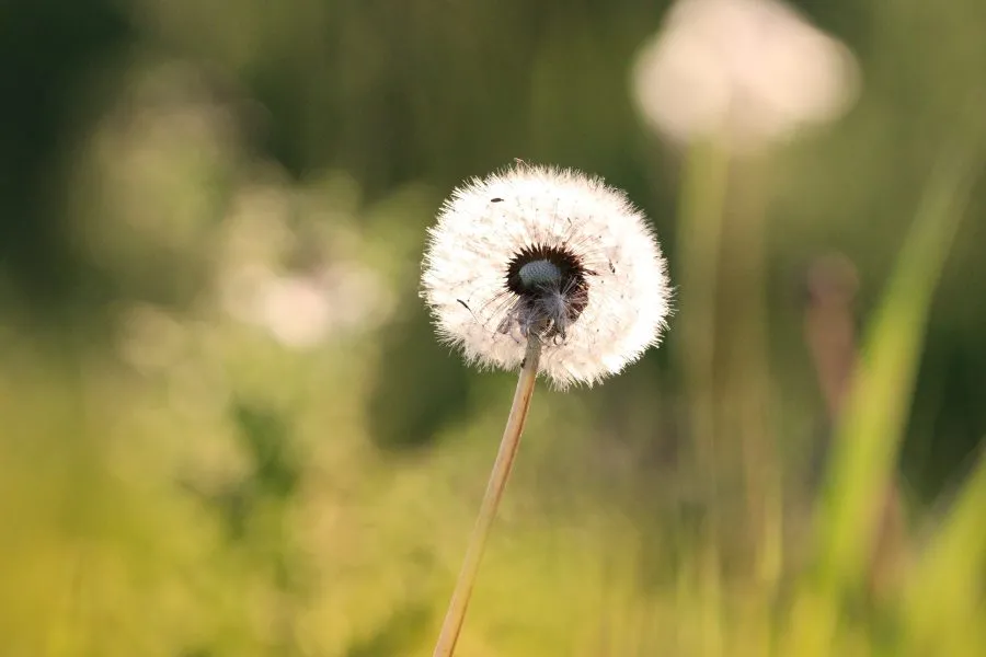 Paardenbloem - De kunst van loslaten 🌾 De paardenbloem straalt in het zonlicht, eerst goud als de dag, dan wit als de wind. Haar zaden dansen weg op een zucht, alsof... - Nature - Emmen, Emmermeer