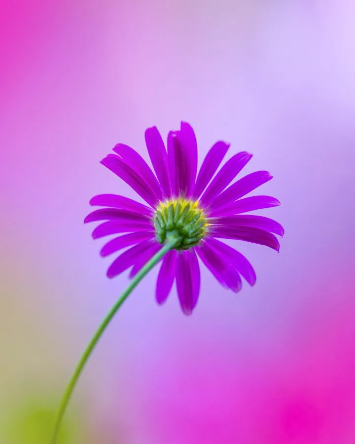 Paars madeliefje - Soms hoef je niet meer te doen dan omdraaien… deze bloem stond de andere kant op, maar juist dat maakte het beeld compleet 💜🌼📷 - Macro - Emmen, Emmermeer