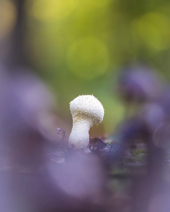 Parelstuifzwam - De stille parel van het bos 🤍🍄 Verborgen tussen blad en mos stond deze parelstuifzwam te stralen in het zachte ochtendlicht. Zo klein, zo fragiel — ma... - Macro - Emmen, Emmermeer