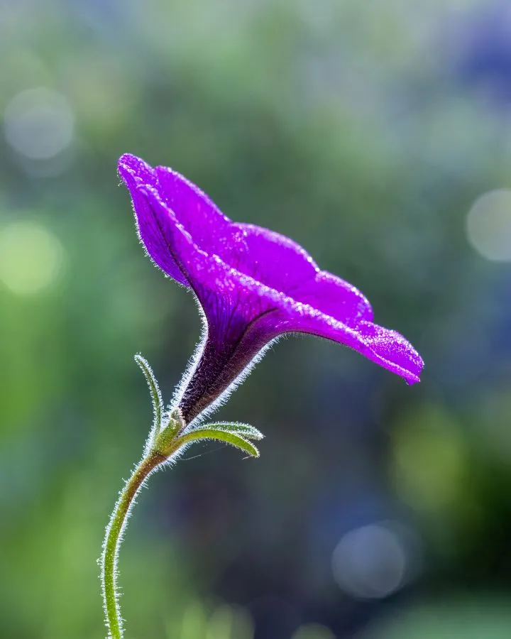 Petunia - Soms heb je alleen een beetje zon nodig om te stralen ☀️💜 Deze petunia ving het licht precies goed en veranderde in puur fluweel ✨📷 - Macro - Emmen, Emmermeer